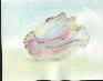 conch shell