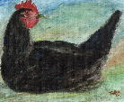 black chicken