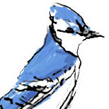 [Bluejay]