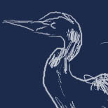 [Great Blue Heron]