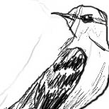 [Mocking birds]