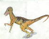 Velociraptor