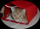 [cat in a bag]